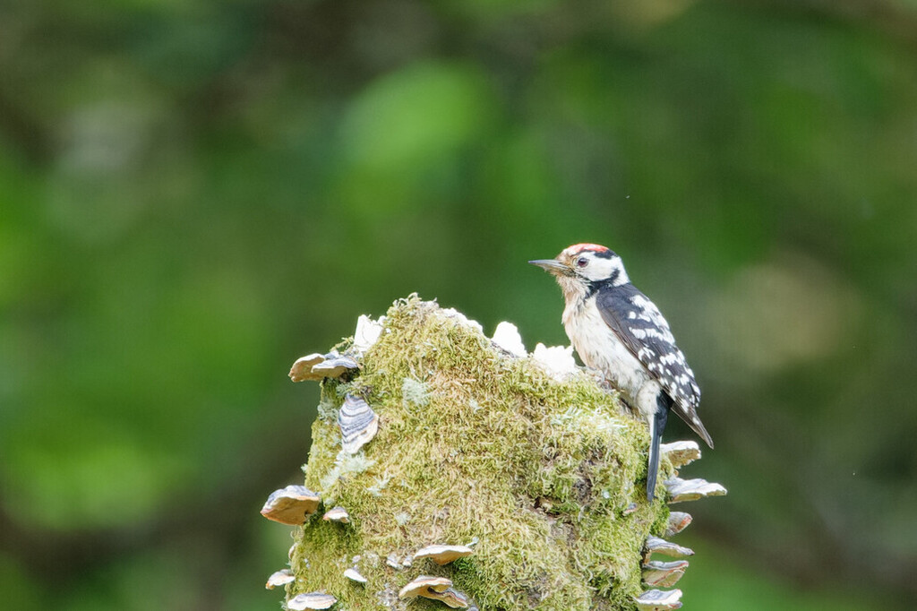 Lesser Spotted Woodpecker